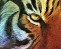 Award winning tiger painting.