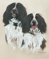 Two springer spaniels, commissioned painting.