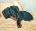 Pet portrait of a daschund puppy.