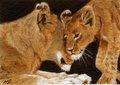 Love You Too - a lioness and cub