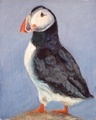 Portrait of a handsome puffin.