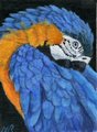 Sleepy macaw